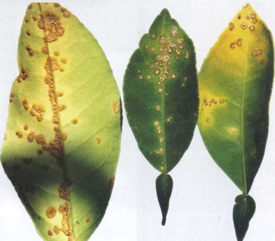 被柑橘潰瘍病感染的葉片