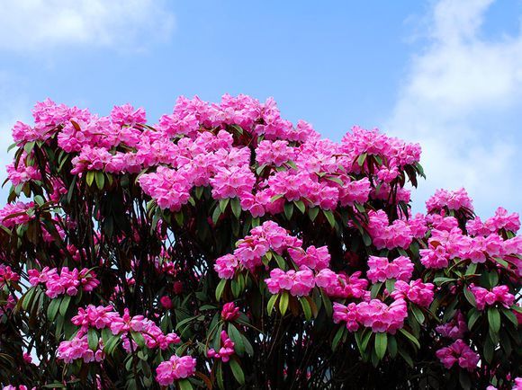 賞花與養生