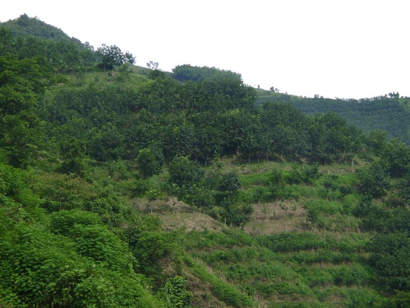 村中山野