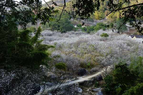 余家山早春