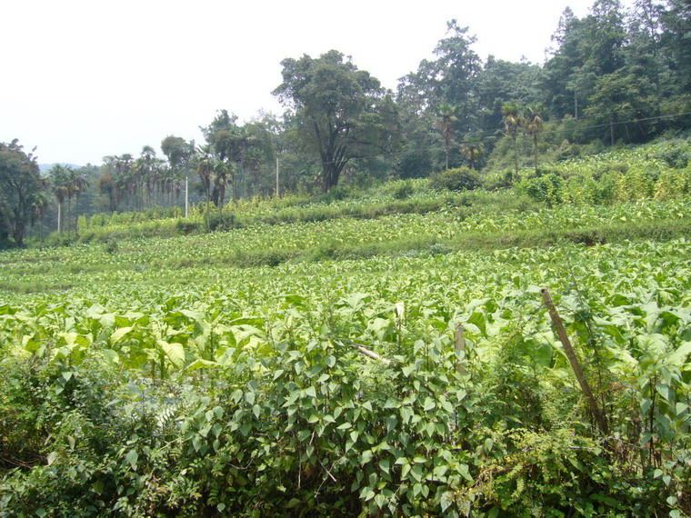 種植業