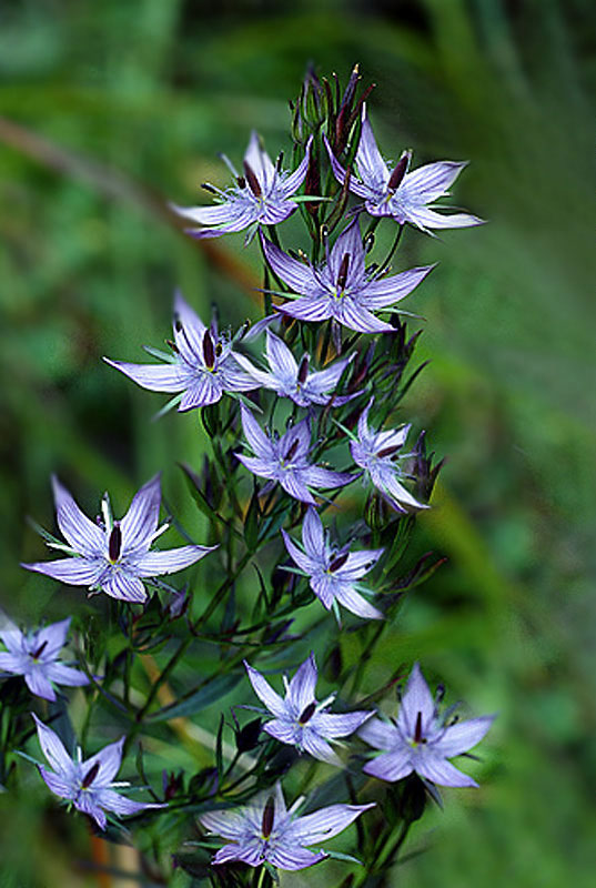 光亮獐牙菜