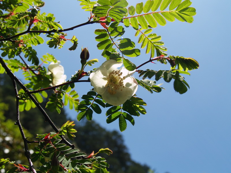 多對鈍葉薔薇（變種）