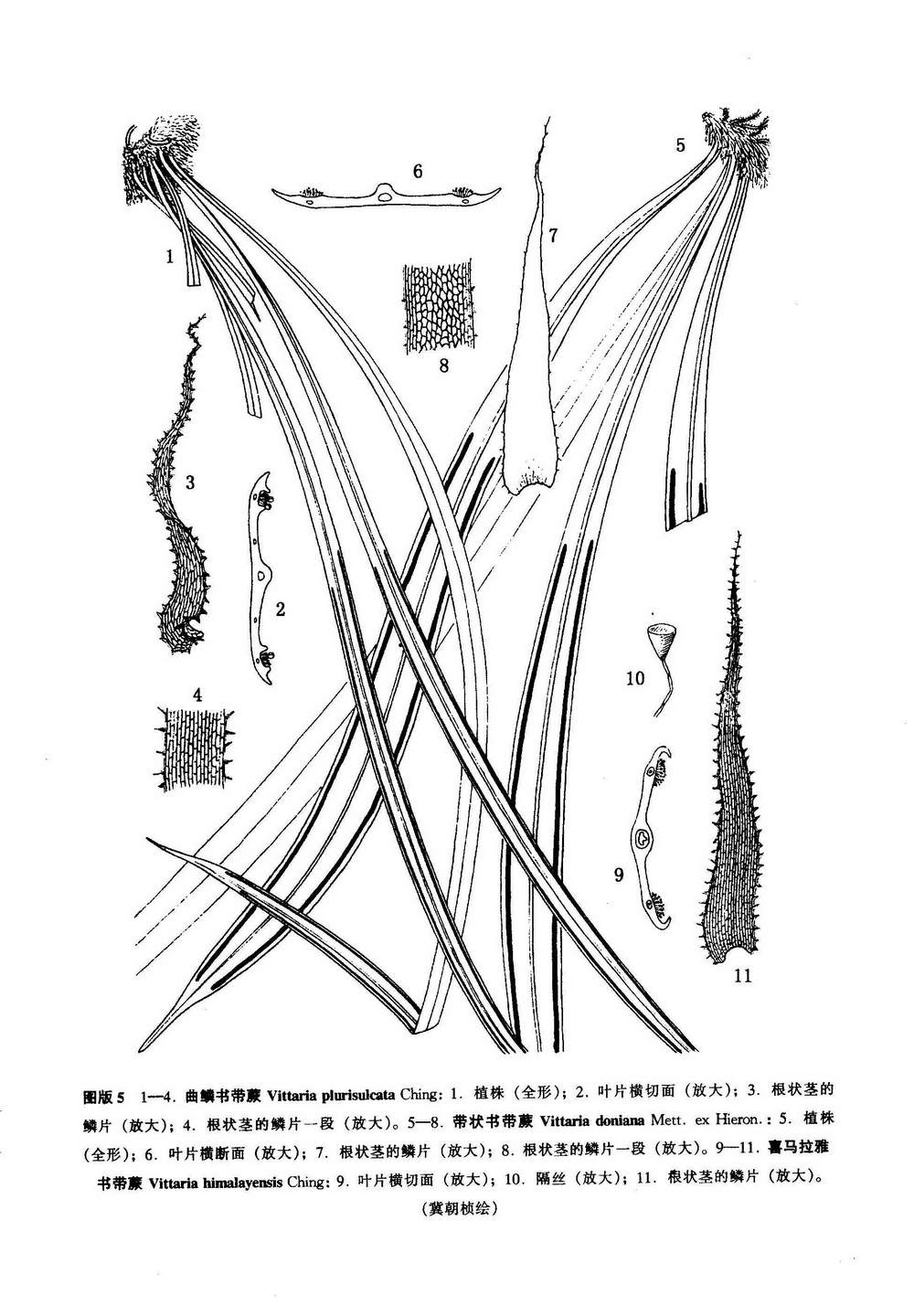 曲鱗書帶蕨