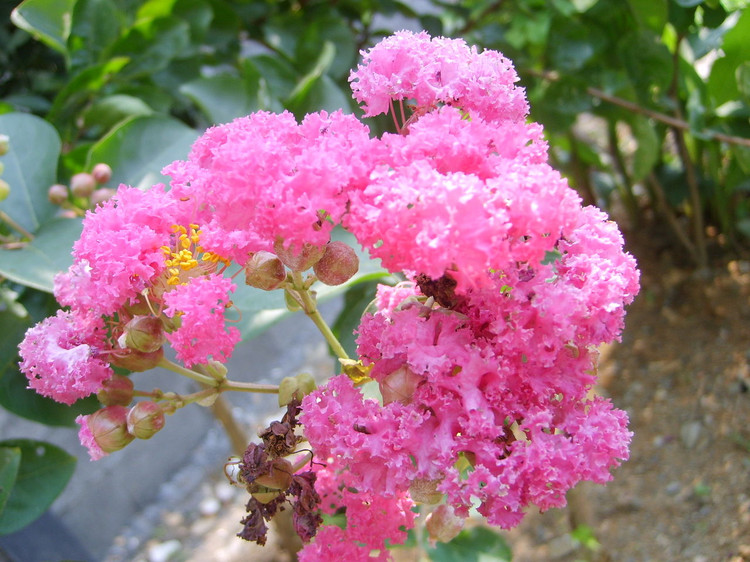 飽飯花枝葉（圖）