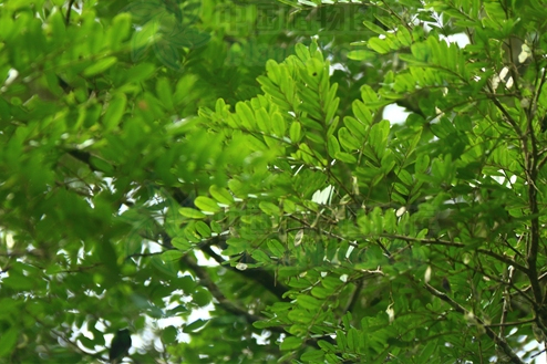 黑黃檀江城家系01號