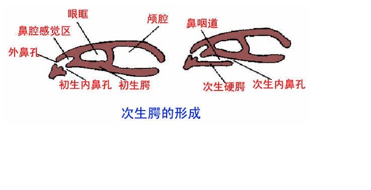 次生齶的形成