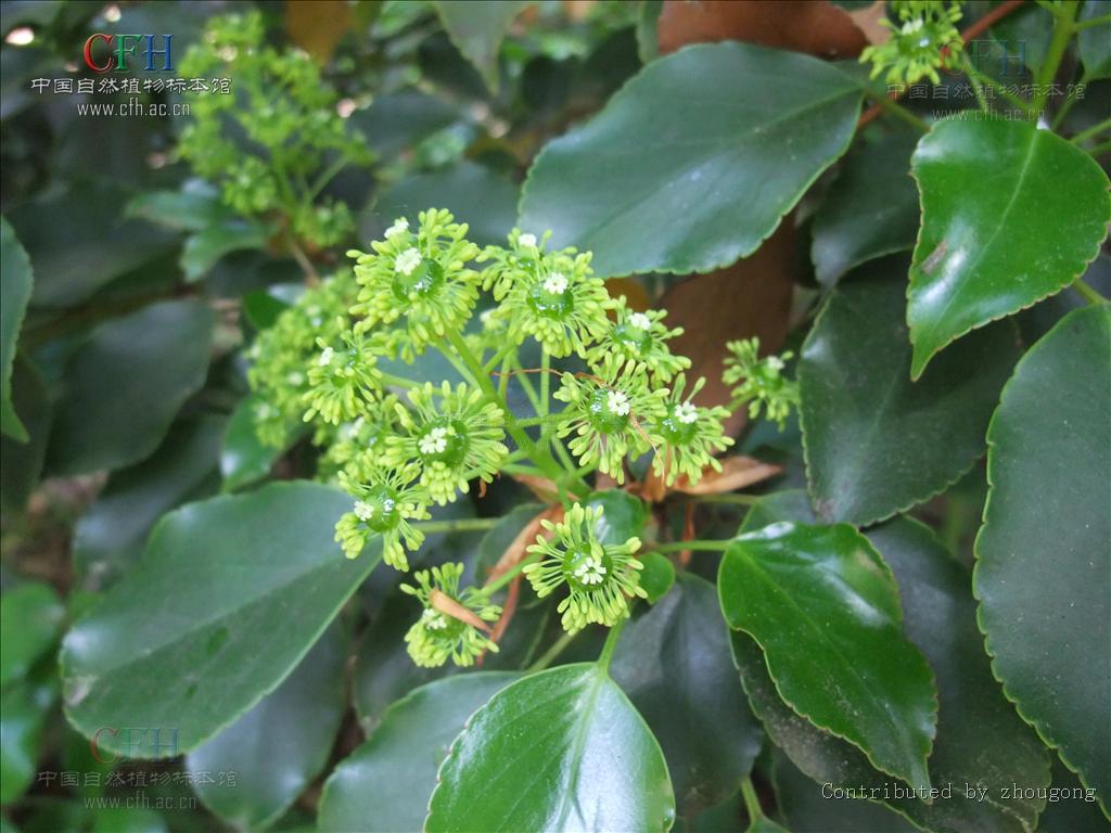 無孔木材——昆欄樹屬植物昆欄樹