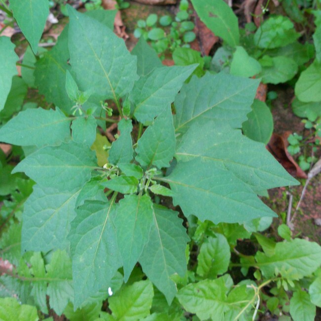 肉絲炒野菜