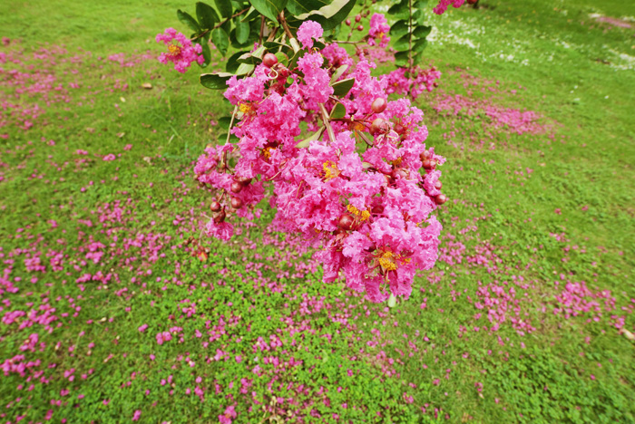 紫薇花(紫薇世界)