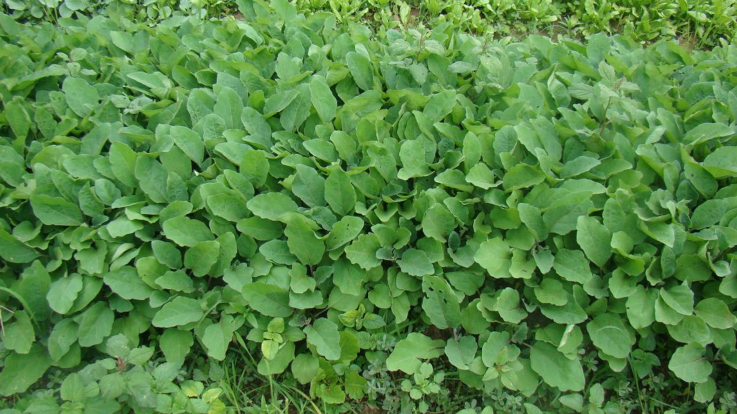 芒埂自然村蔬菜種植基地