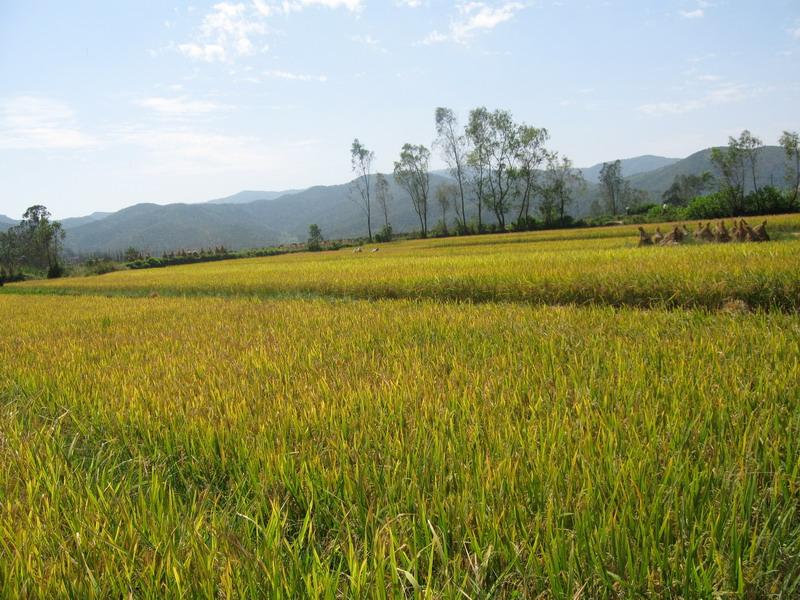 許家山村水田