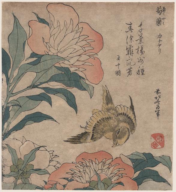 芍藥和金絲雀