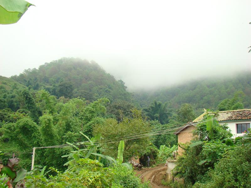 邦伍自然村生態竹林