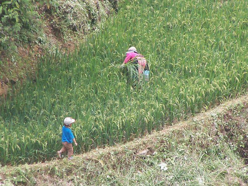 種植業