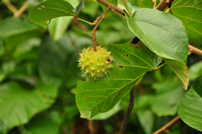 刺果藤