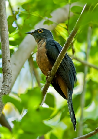 灌叢杜鵑(鳥類)