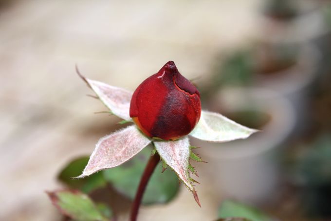 咖啡時間(薔薇屬月季栽培品種)