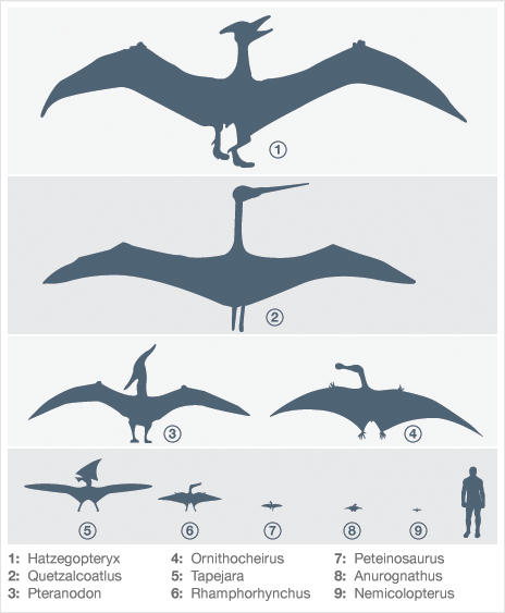 翼龍比例圖，最上最大的為哈特茲哥翼龍