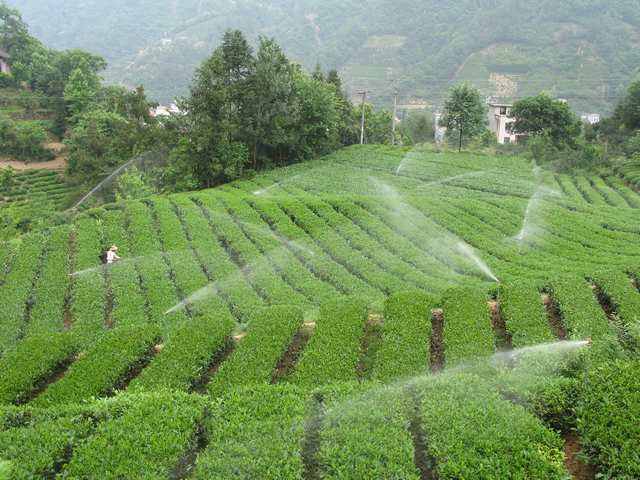 五峰茶