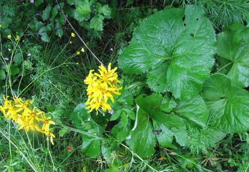 橐吾屬(Ligularia)