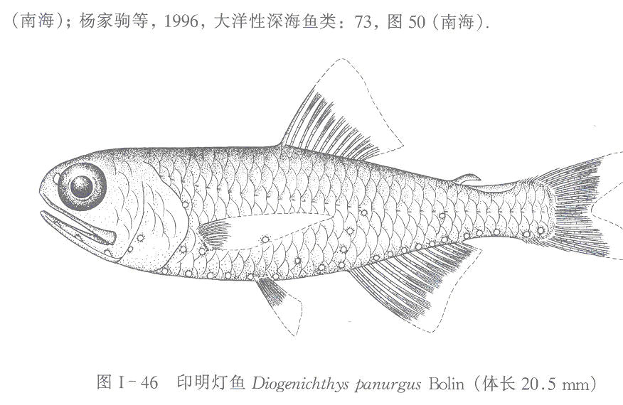 朗明燈魚