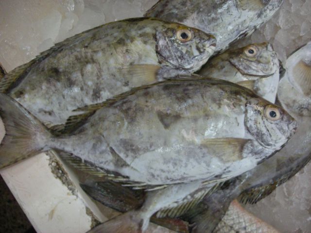 長鰭籃子魚