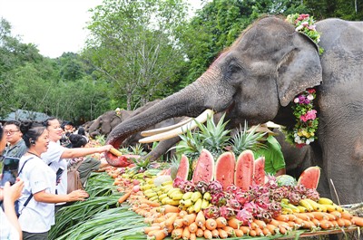 世界大象日活動