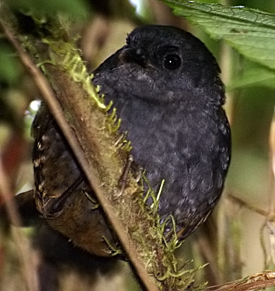 納里尼奧竄鳥