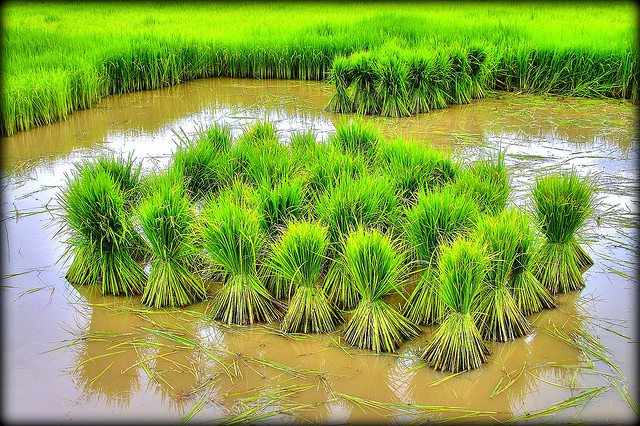 轉Bar基因抗除草劑水稻