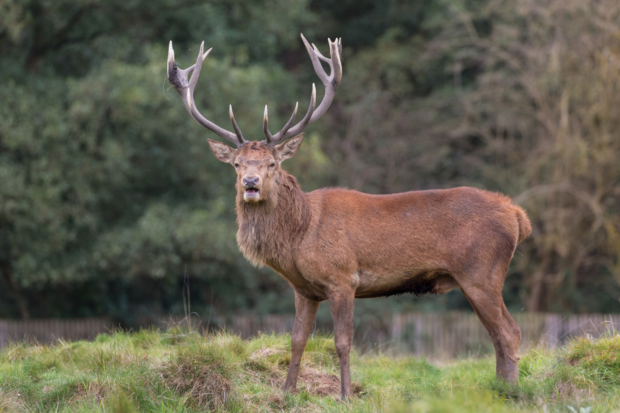 Elk