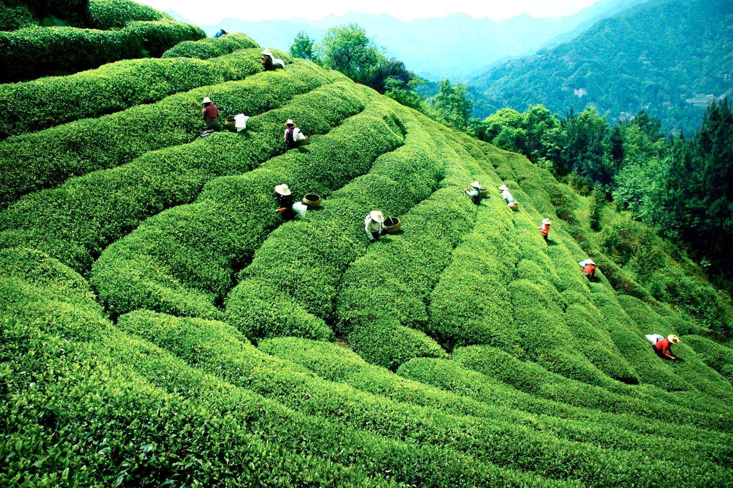 白沙綠茶園