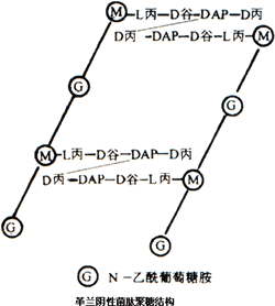 四肽尾