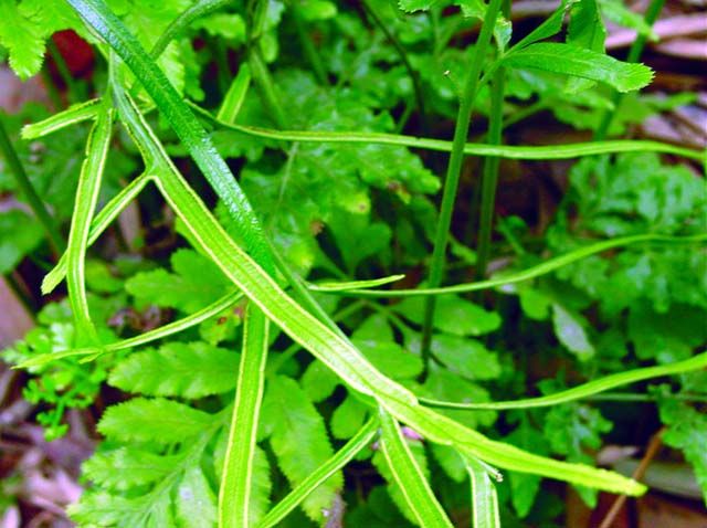 井邊茜(鳳尾蕨科鳳尾蕨屬植物)