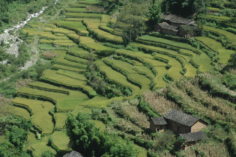 吉兆村水稻
