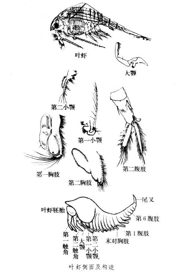 葉蝦亞綱