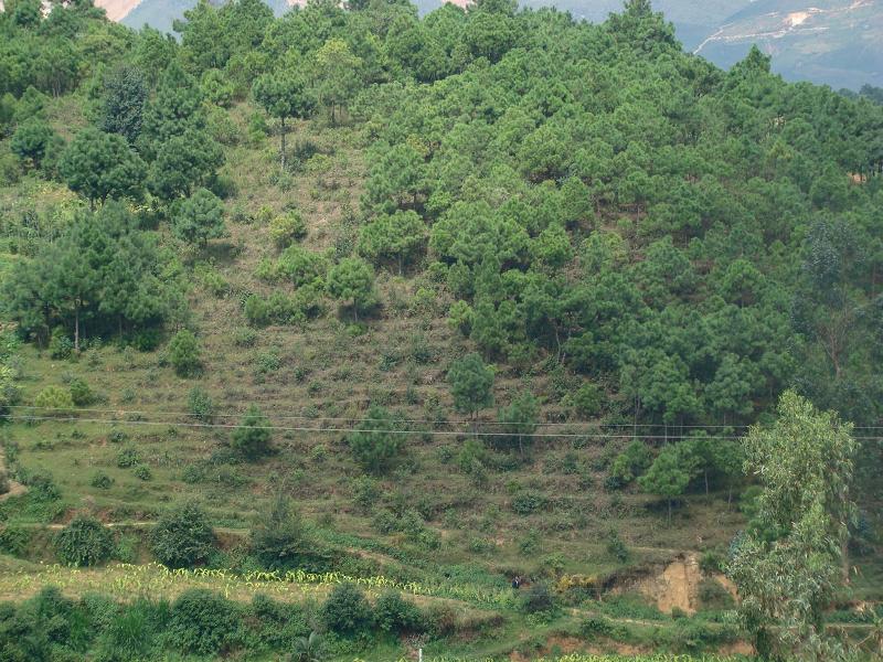 永保自然村生態山林