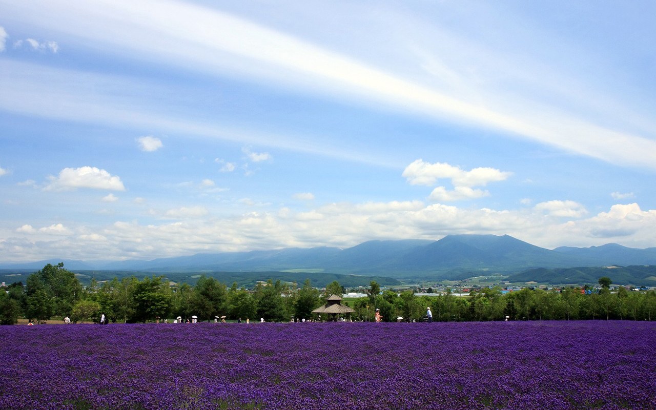 高地薰衣草