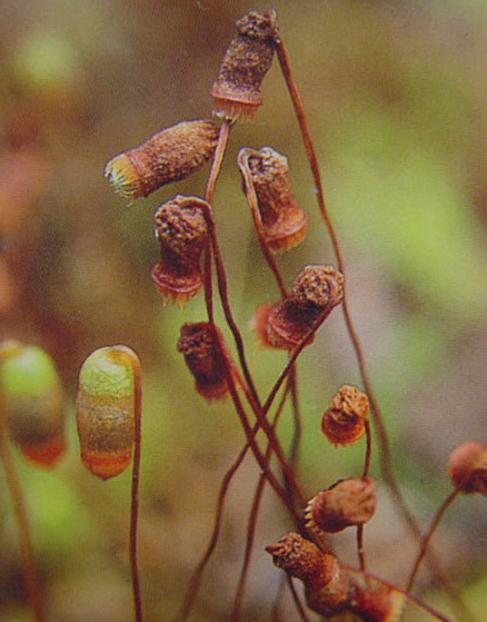 Bryum dichotomum Hedw.雙色真蘚