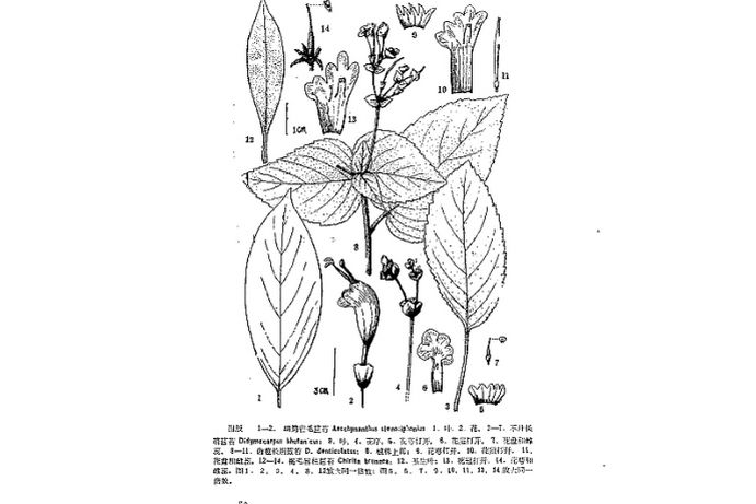 細筒芒毛苣苔