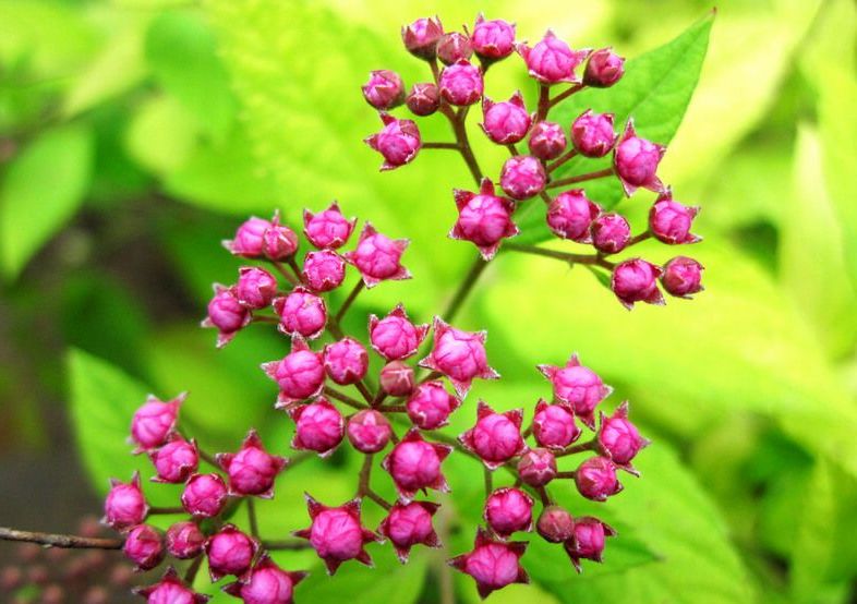 金山繡線菊