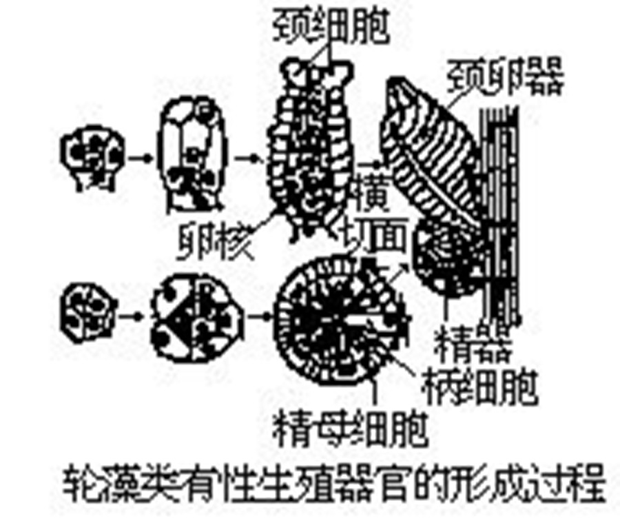 輪藻的生殖系統