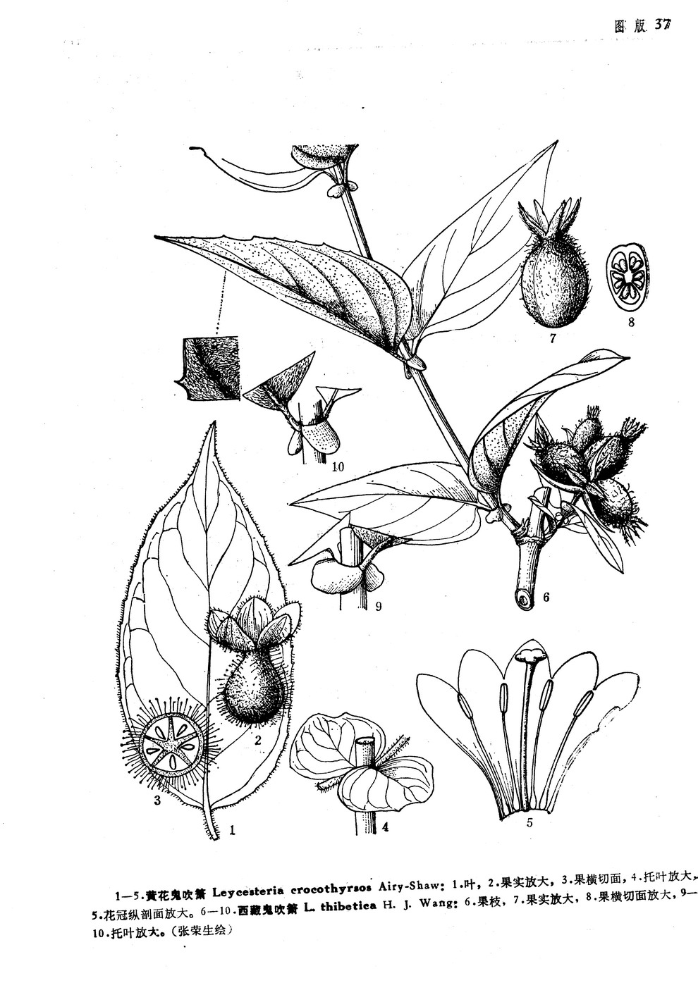 黃花鬼吹簫