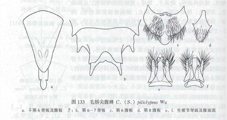 毛唇尖腹蜂