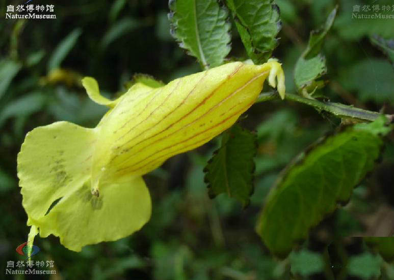 裂距鳳仙花