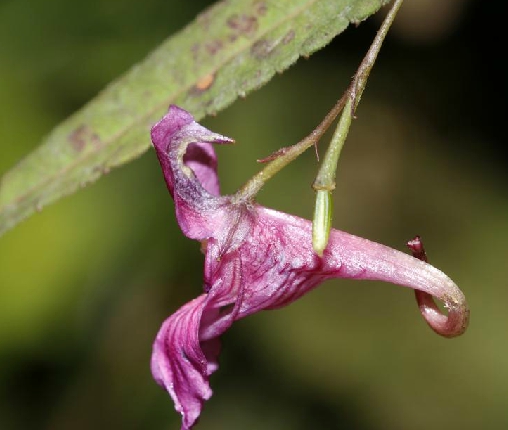 柳葉菜狀鳳仙花