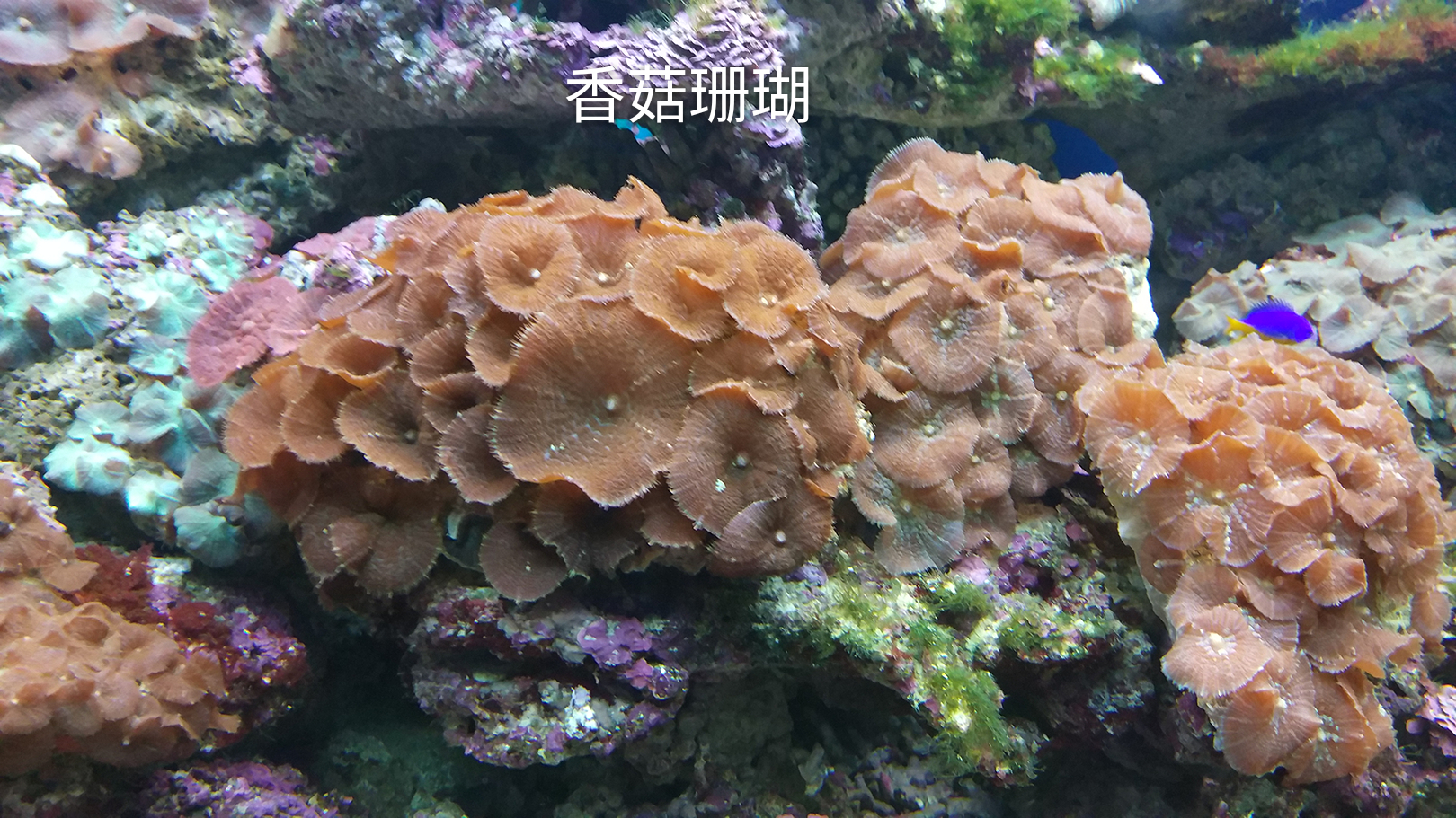 香菇珊瑚