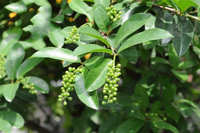 五月茶海南個體