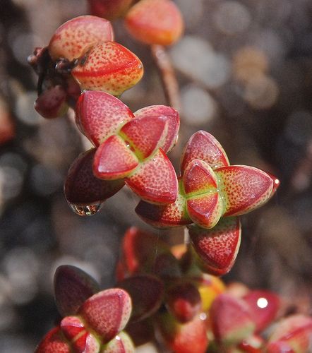 Crassula brevifolia（半球星乙女）