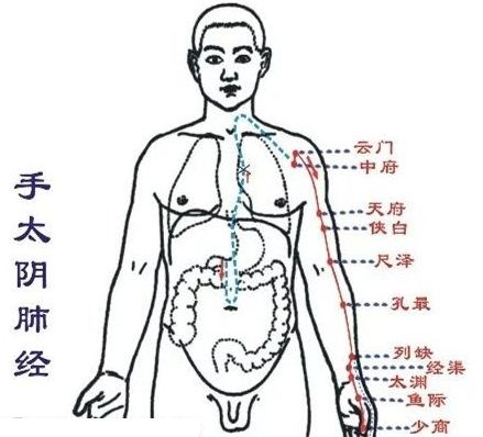 手太陰肺經路線圖